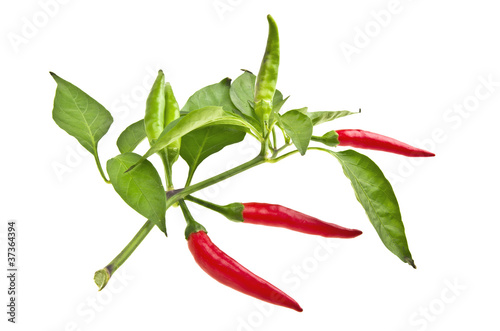 Red chili peppers  on the white