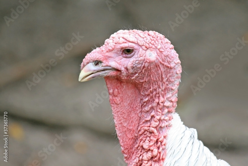 gobbler