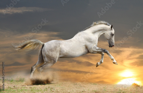 silver-white stallion in sunset