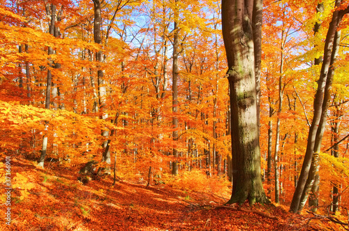 Buchenwald im Herbst - beech forest in fall 32