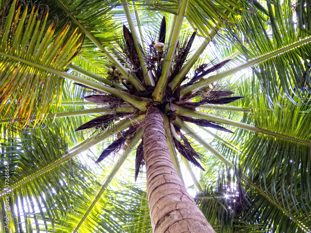 Naklejka premium Coco palms