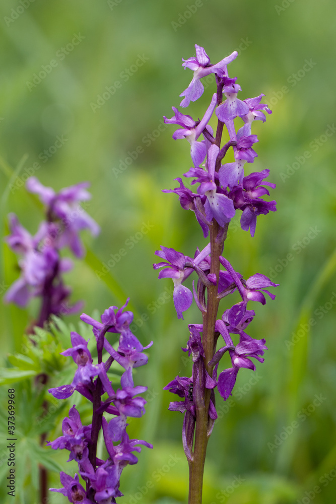 Obraz premium Hohler Lerchensporn, Corydalis cava