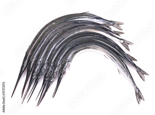 Garfish (Belone belone) raw , isolated over white