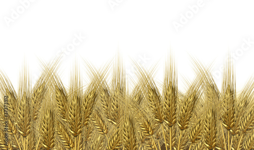 Wheat harvest horizon