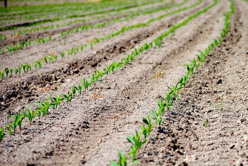 rows of green seedling in a wheat field