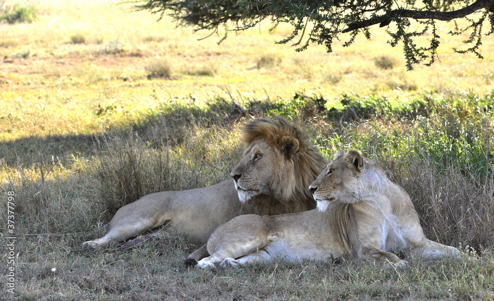 The lion and lioness.