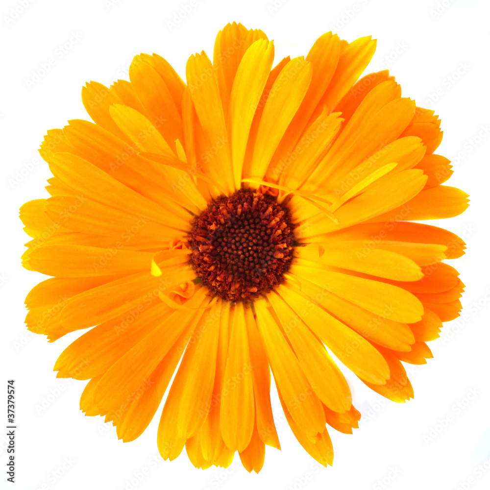 Calendula flower