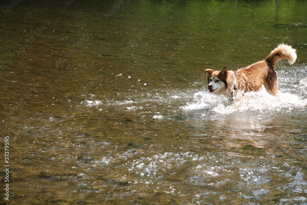 Hundebadespass in der Mulde Hundebadespass in der Mulde