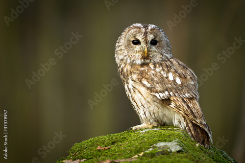 Tawny Owl sitting on the rock in the forest #37379957