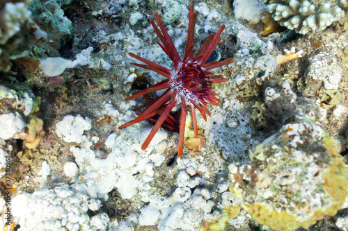 slate sea urchin
