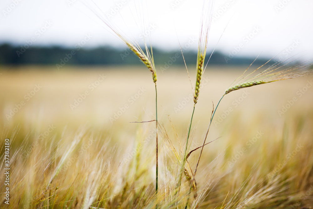 Fototapeta premium Field of wheat in a sunny day