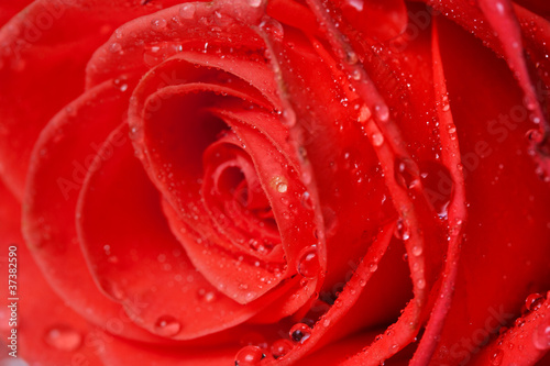 Fototapeta Naklejka Na Ścianę i Meble -  beautiful close up red rose