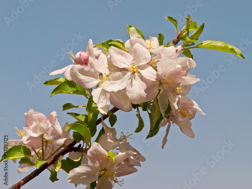 Pink flowers on a branch of apple