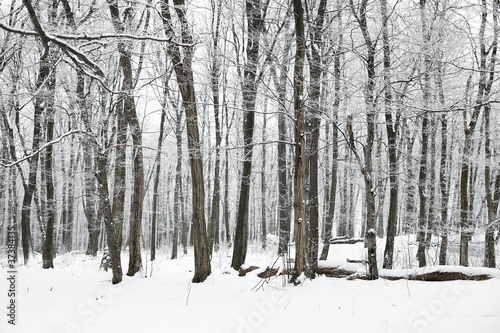 Winter Forest © Gudellaphoto