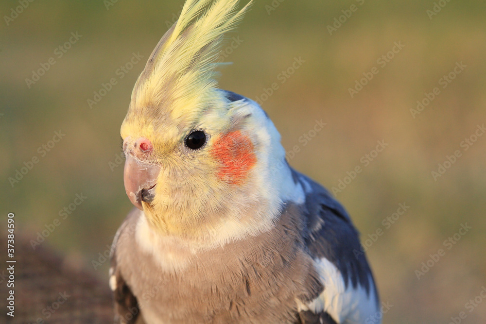 Cockatiel. Love bird close up Cockatiel. Love bird close up