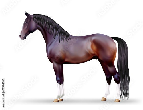 Vector beautiful dark bay horse