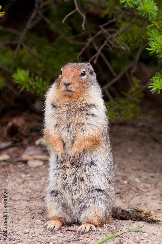 Gigantic rodent Gigantic rodent