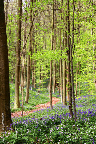 Chemin entre les Jacinthes sauvages photo