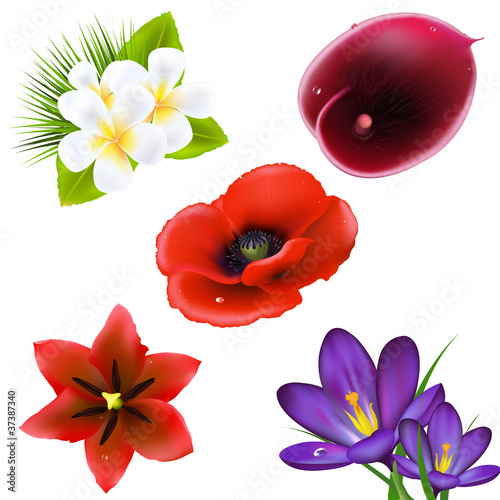 Fototapeta Naklejka Na Ścianę i Meble -  Set Of Realistic Flowers