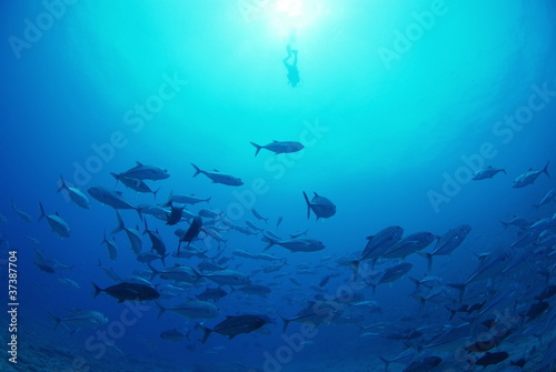 海底に群れるギンガメアジとダイバー