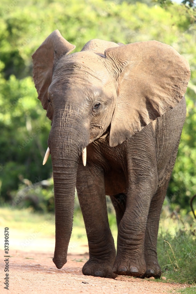 African Elephant African Elephant