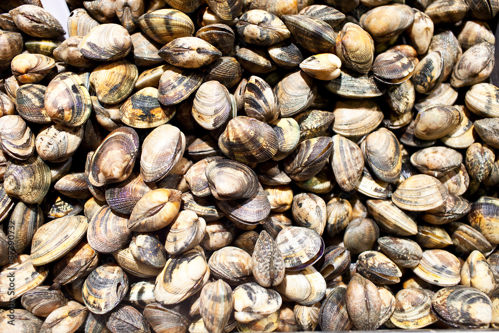 almejas almejas