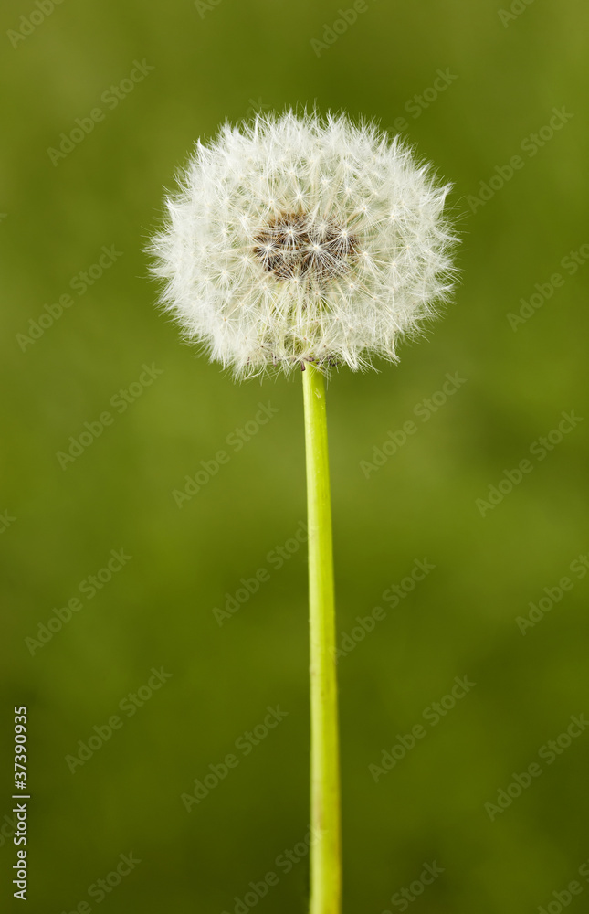 Pusteblume 01 Pusteblume 01