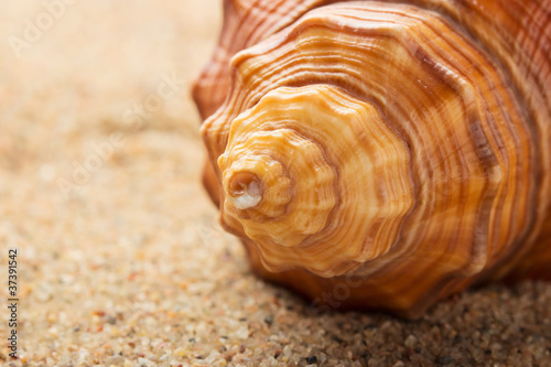 Sea ​​shell lying on the pure yellow sand. Macro. Copy-space.
