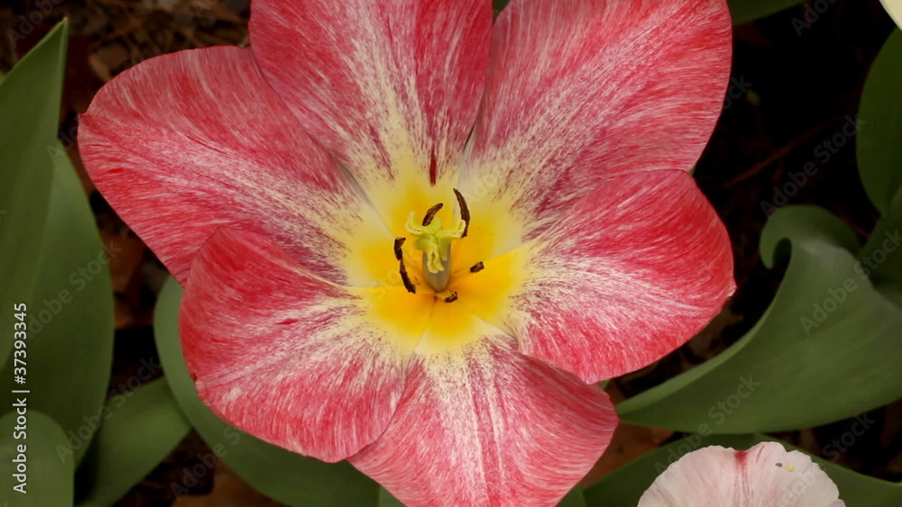 Close up of Open Red Tulip Close up of Open Red Tulip