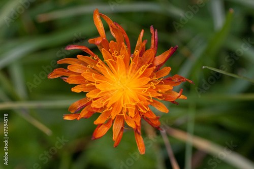 fiore di Radichiella aranciata (Crepis Aurea) photo