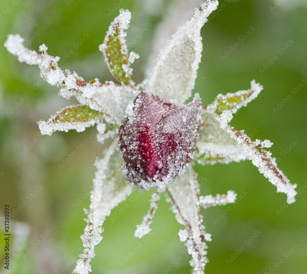 Fototapeta premium Frozen red rose