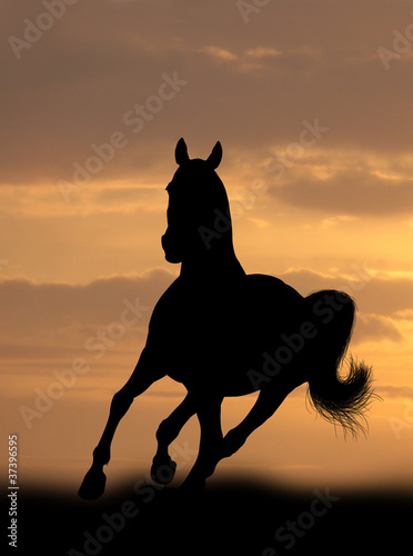 horse in sunrise © Mari_art