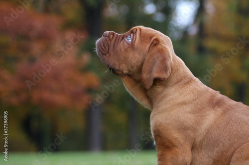 Bordeaux Dogge