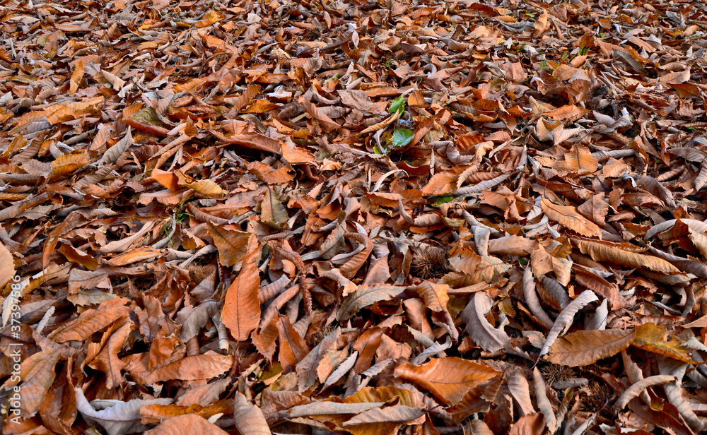 Autumn Leaves Autumn Leaves