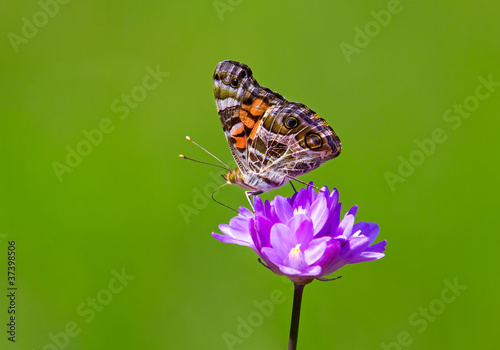 Butterfly on Colorful Flower