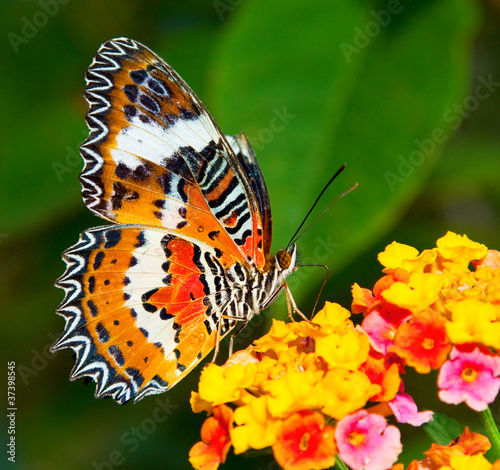 Butterfly on Colorful Flower #37398545