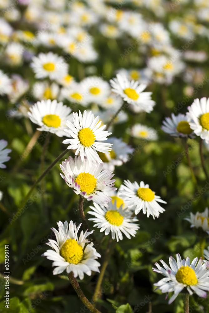chamomiles meadow, selective focus chamomiles meadow, selective focus