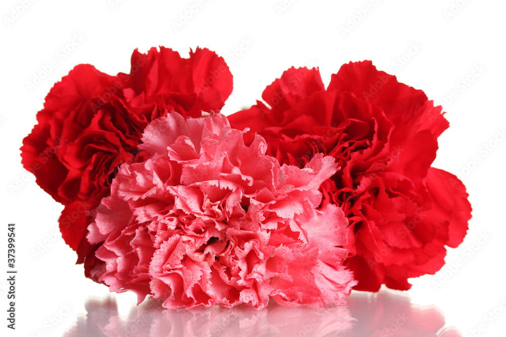 Three carnation isolated on white Three carnation isolated on white
