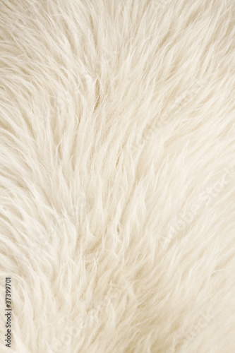 Furry white background