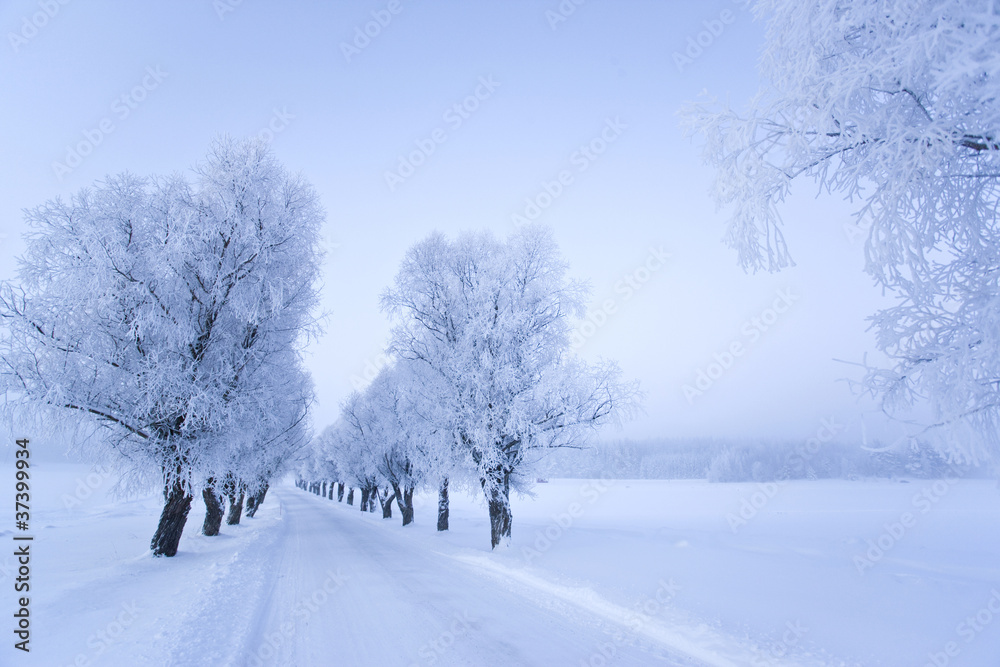 Winter in the finland