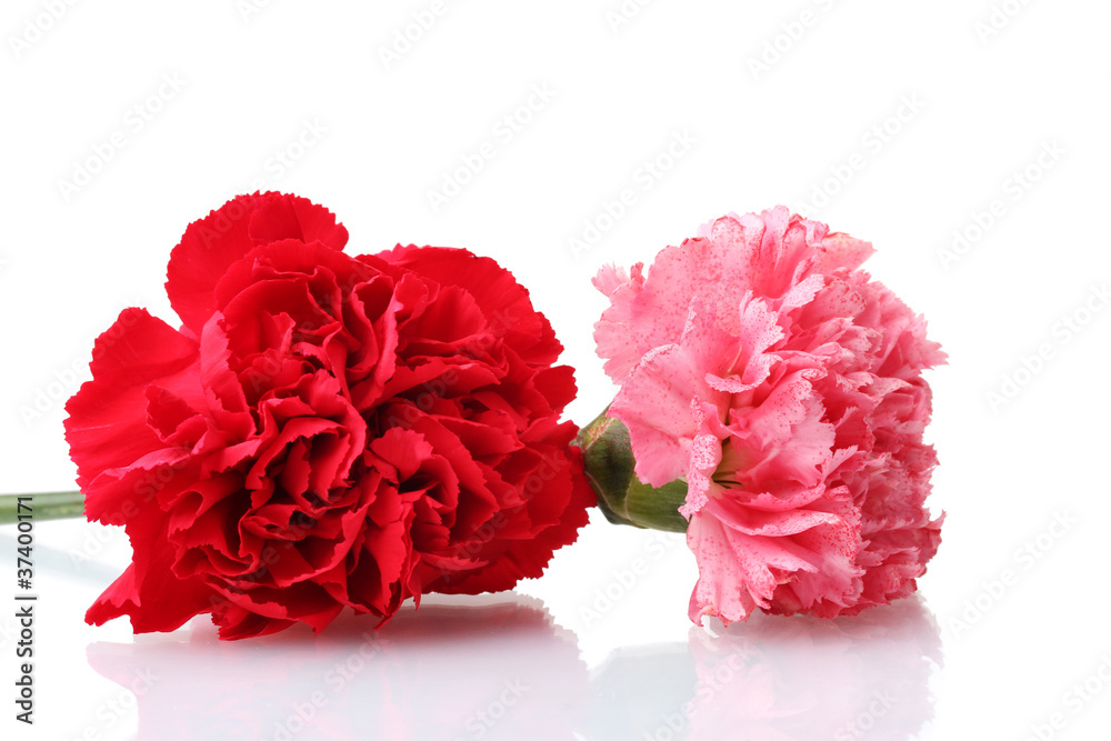 Two carnation isolated on white Two carnation isolated on white