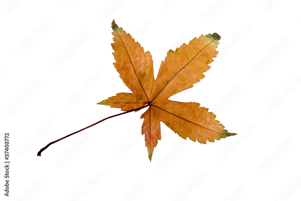 feuille érable 9 feuille érable 9