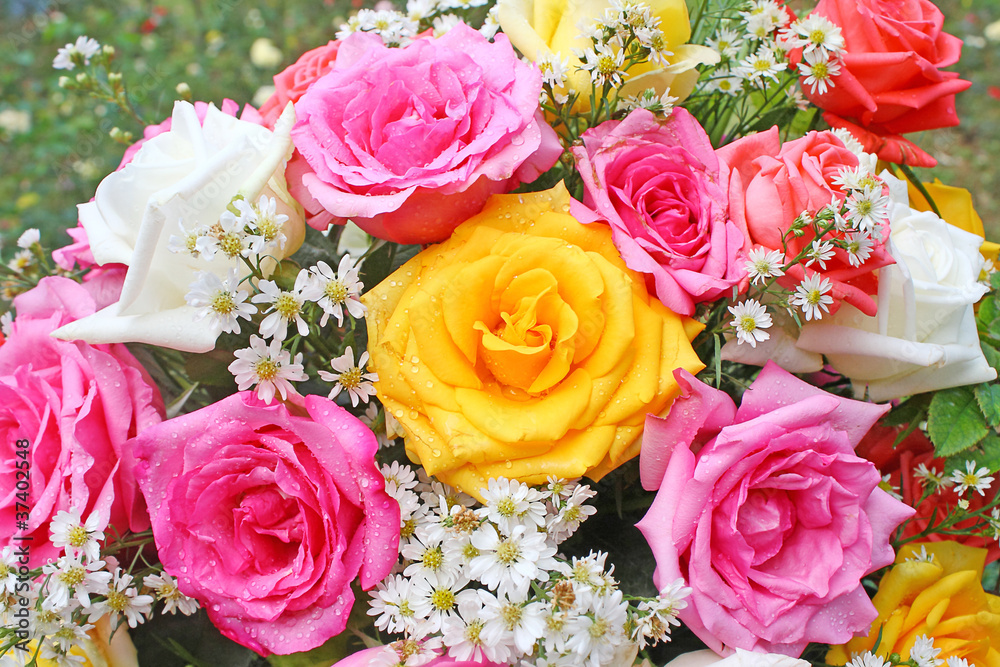 Rose Rose
