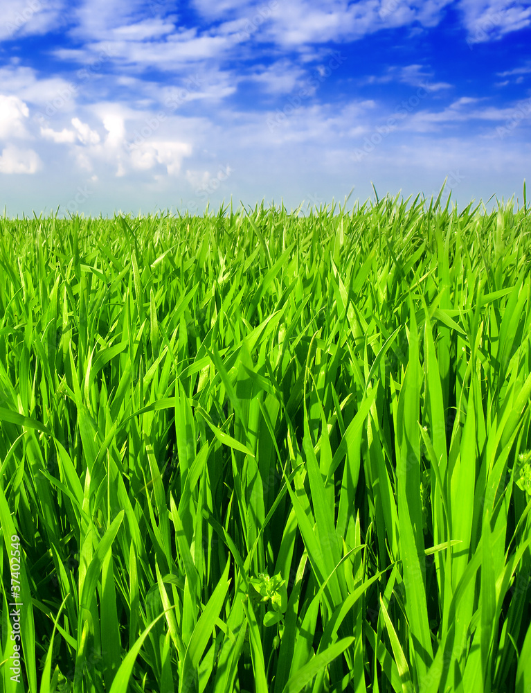 green wheat field