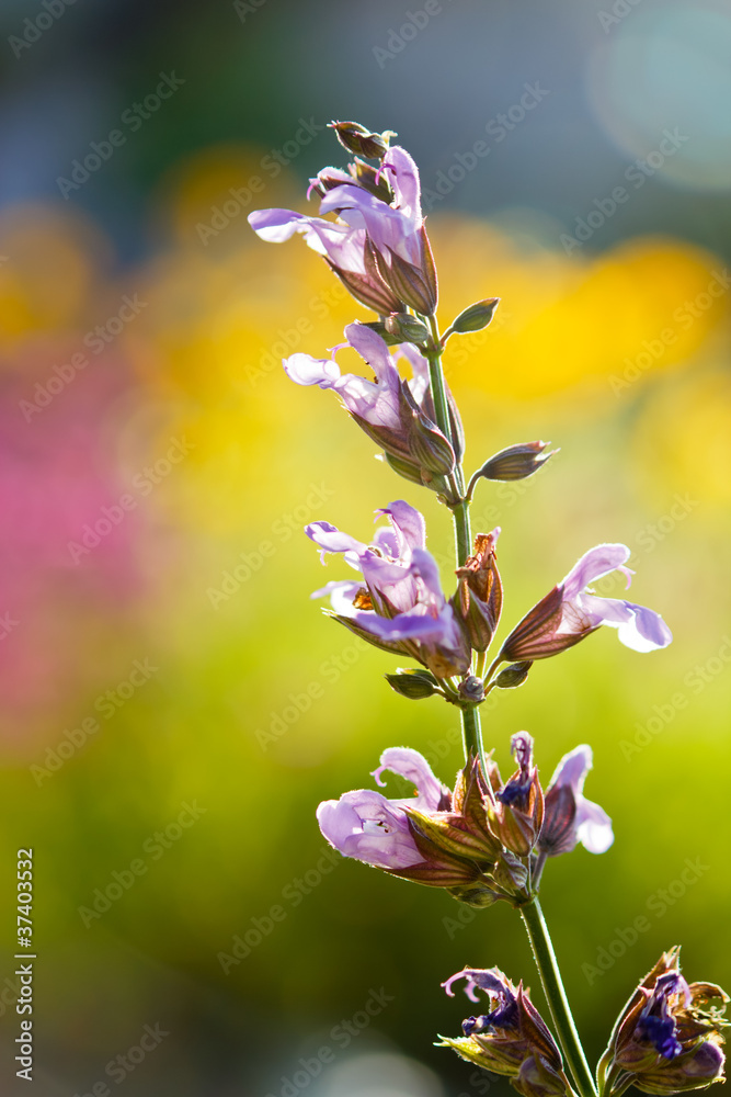 セージの花 Stock Photo Adobe Stock