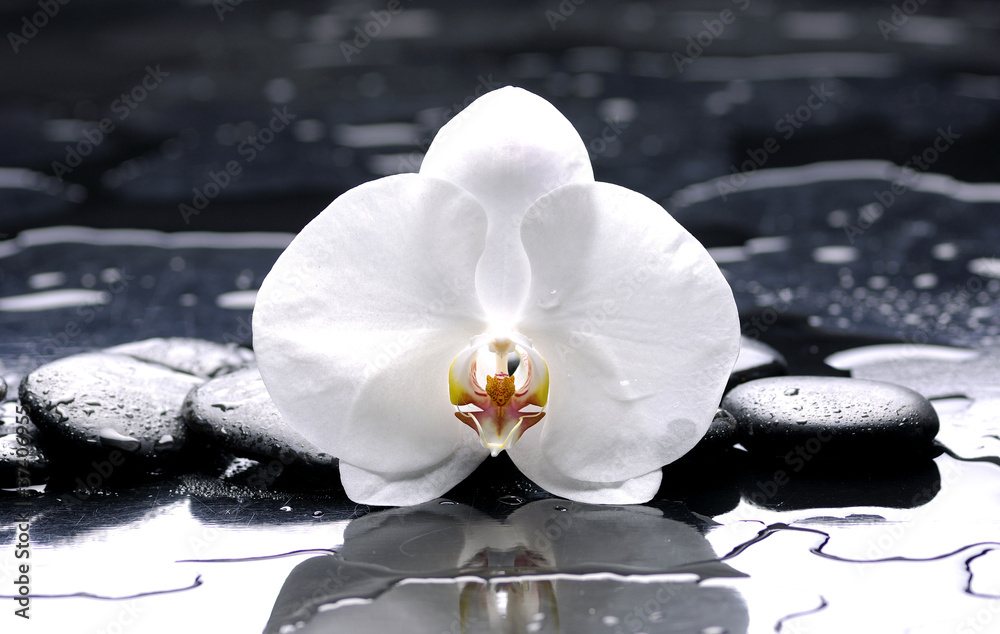 Fototapeta premium zen lub spa martwa natura na czarno z białą orchideą