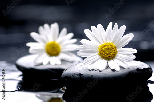 chamomile flower and therapy stones