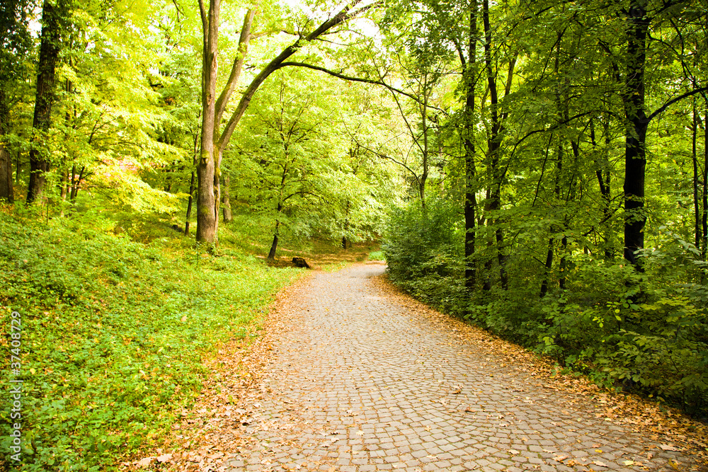 Fototapeta premium Foot road