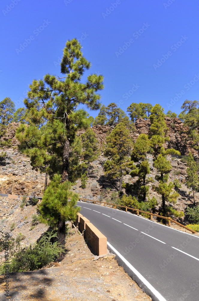 Road in the forest of Tenerife