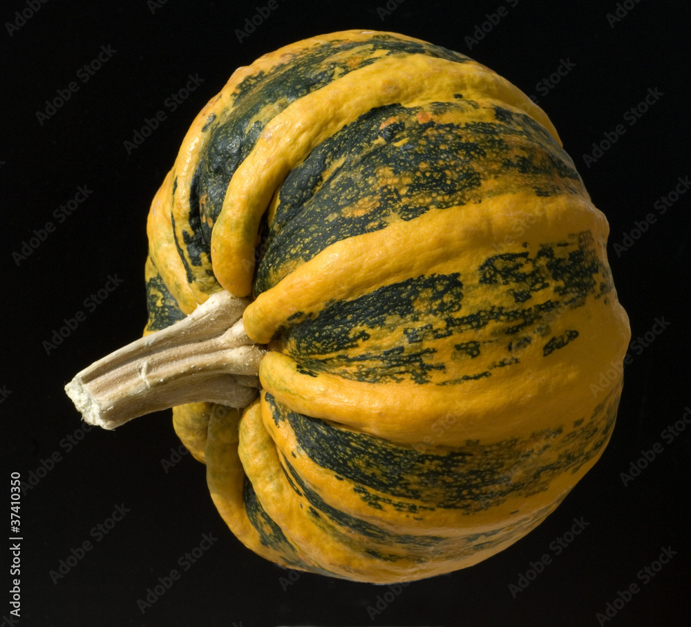 Kamo Kamo; Kuerbis StockFoto Adobe Stock